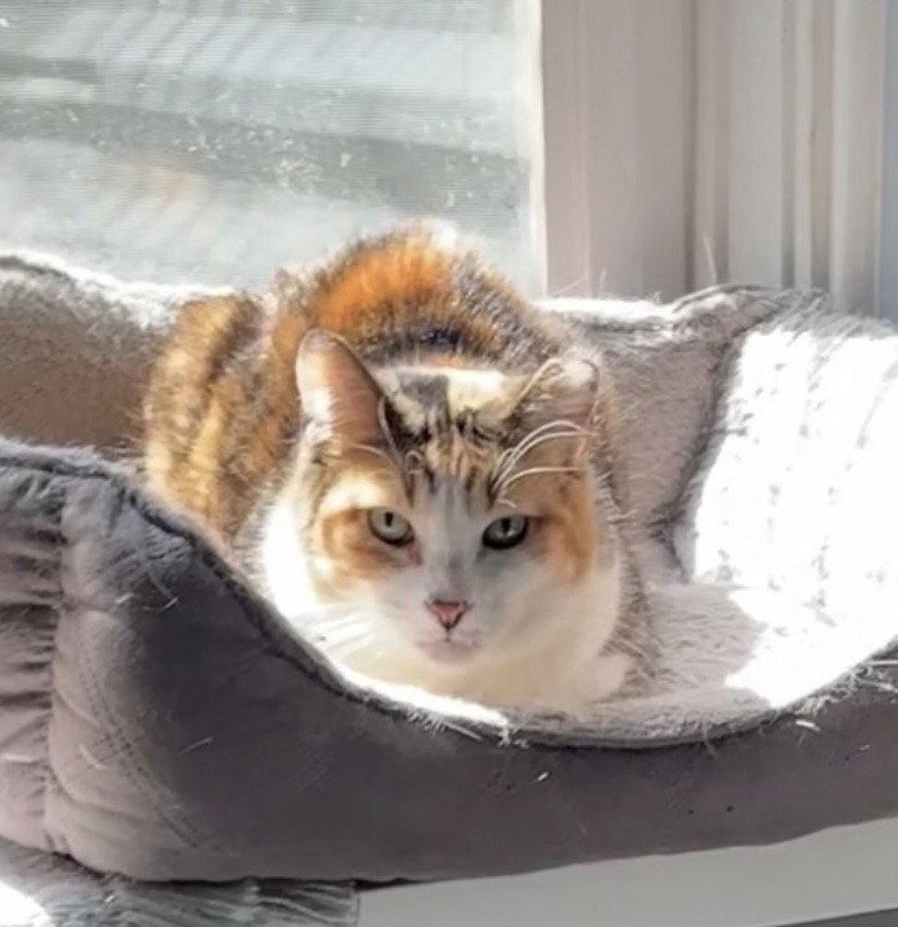 Enlarge Persee, a Adoptable Domestic Short Hair in Walled Lake, MI image 2/3