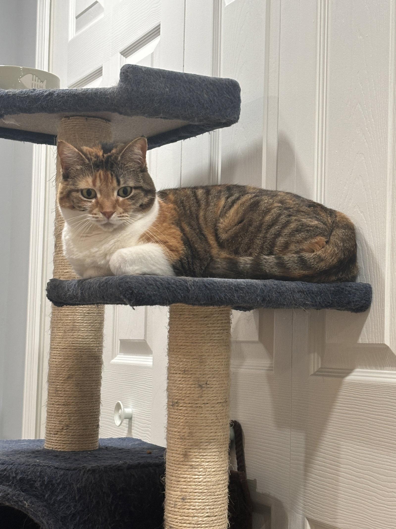 Enlarge Persee, a Adoptable mixed breed in Walled Lake, MI image 2/3