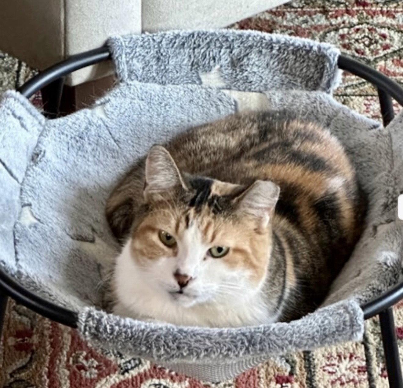 Enlarge Persee, a Adoptable Domestic Short Hair in Walled Lake, MI image 3/3