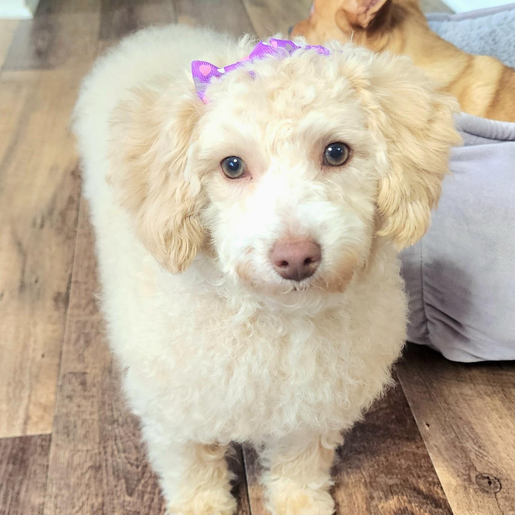 Ivory , ADOPTABLE, Young Female Poodle (Toy).