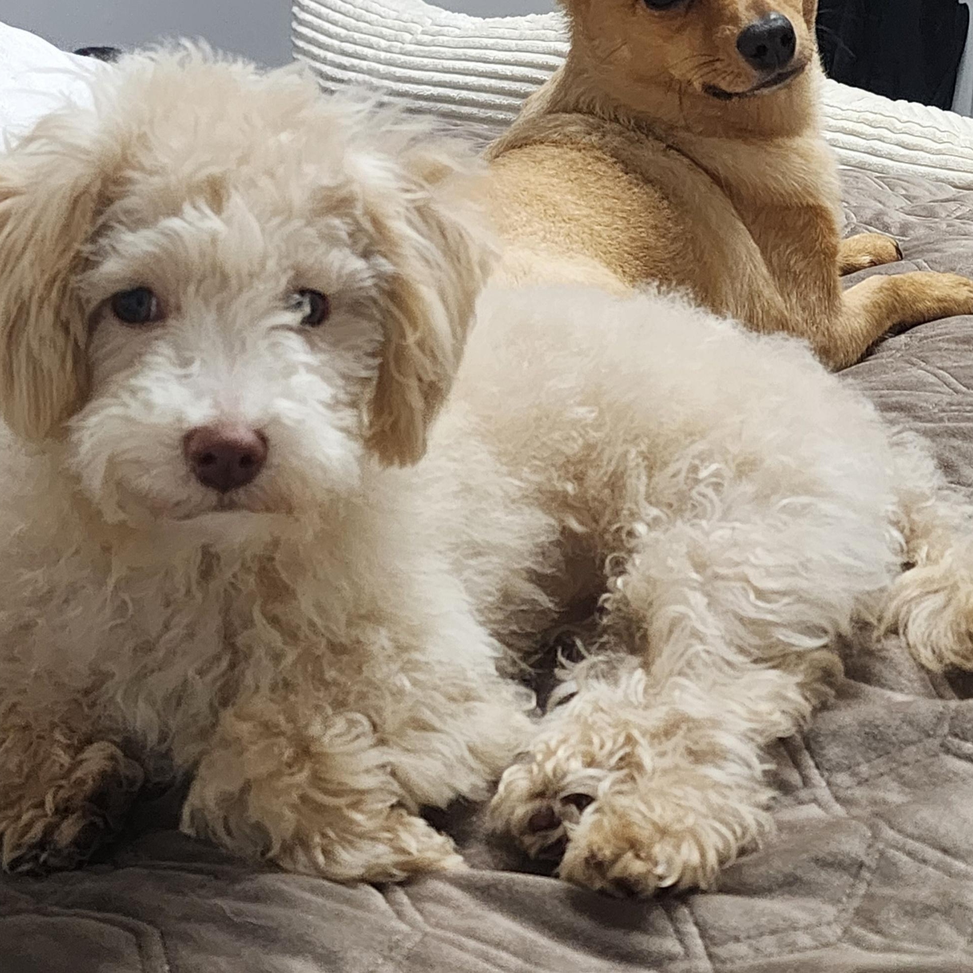 Ivory , a ADOPTABLE Poodle (Toy) in Maumee, OH image 1/3