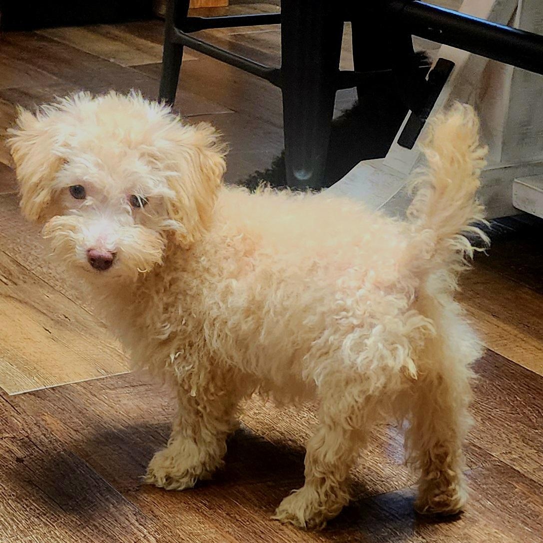 Ivory , a ADOPTABLE Poodle (Toy) in Maumee, OH image 2/3