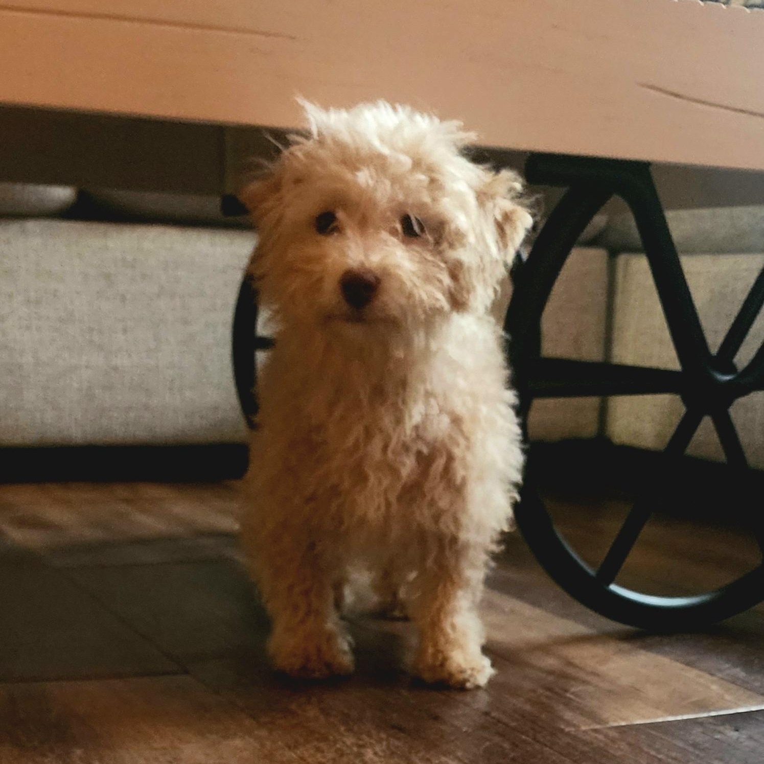 Ivory , a ADOPTABLE Poodle (Toy) in Maumee, OH image 3/3