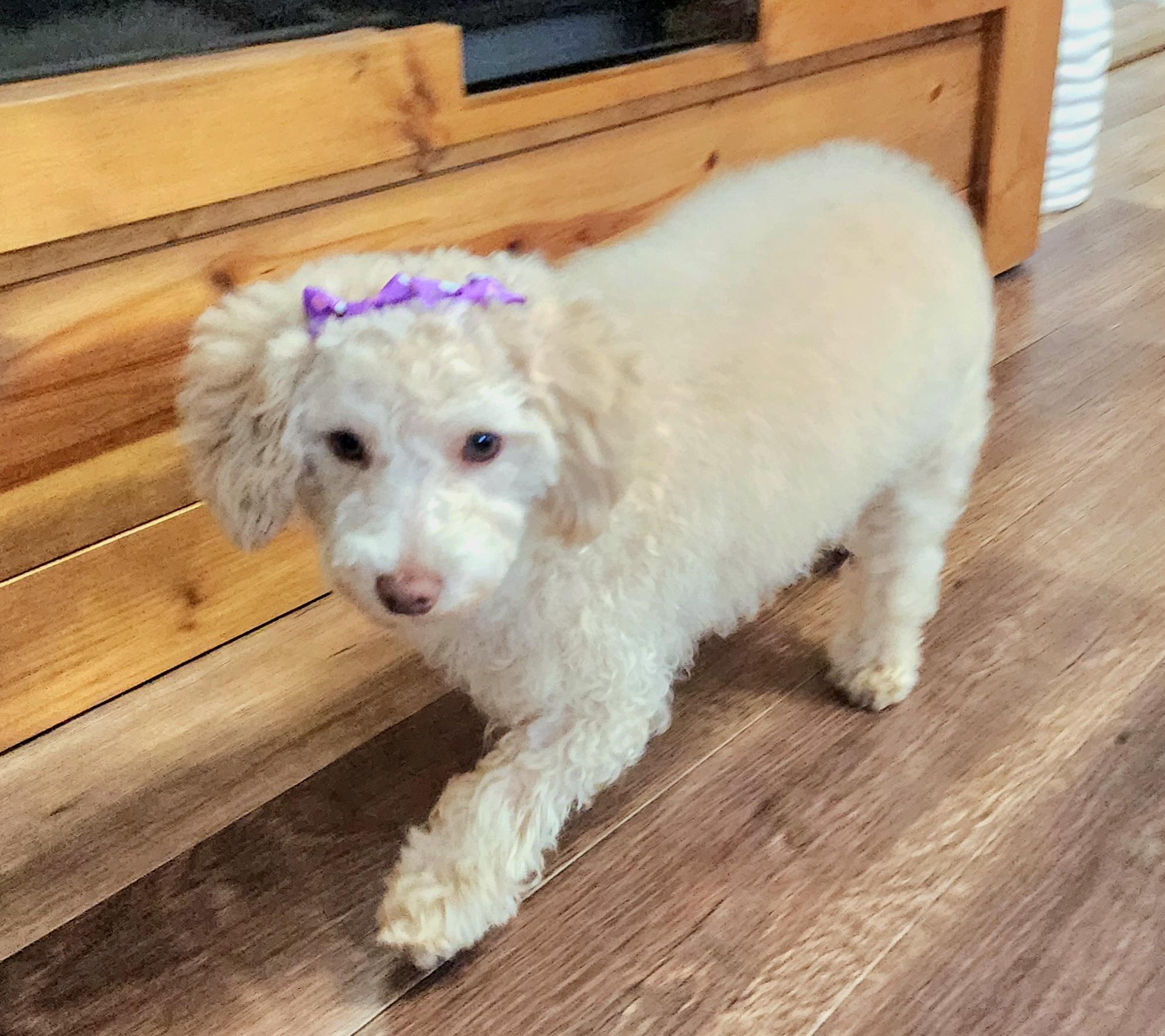 Enlarge Ivory , a ADOPTABLE Poodle (Toy) in Maumee, OH image 3/3