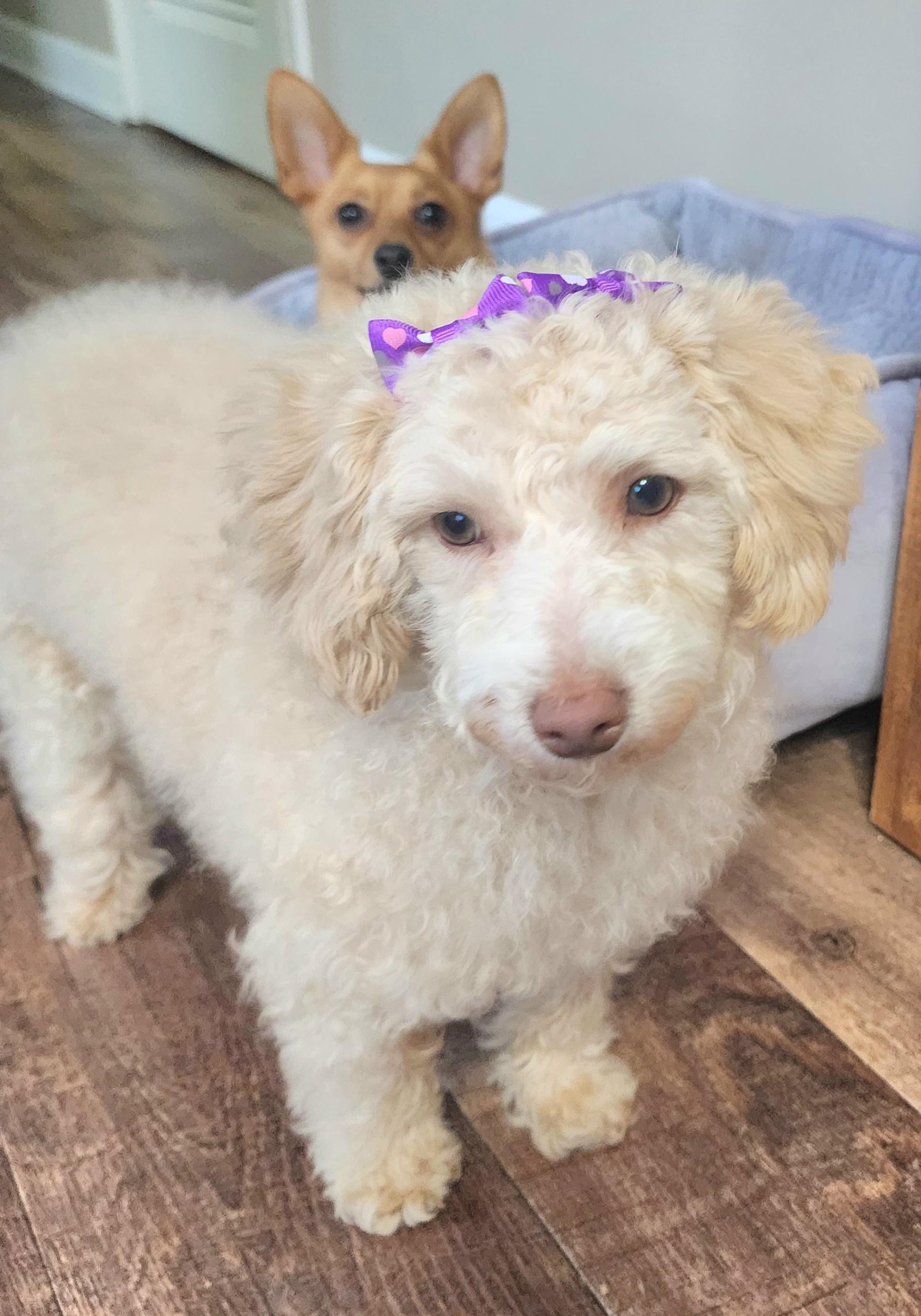 Enlarge Ivory , a ADOPTABLE Poodle (Toy) in Maumee, OH image 2/3