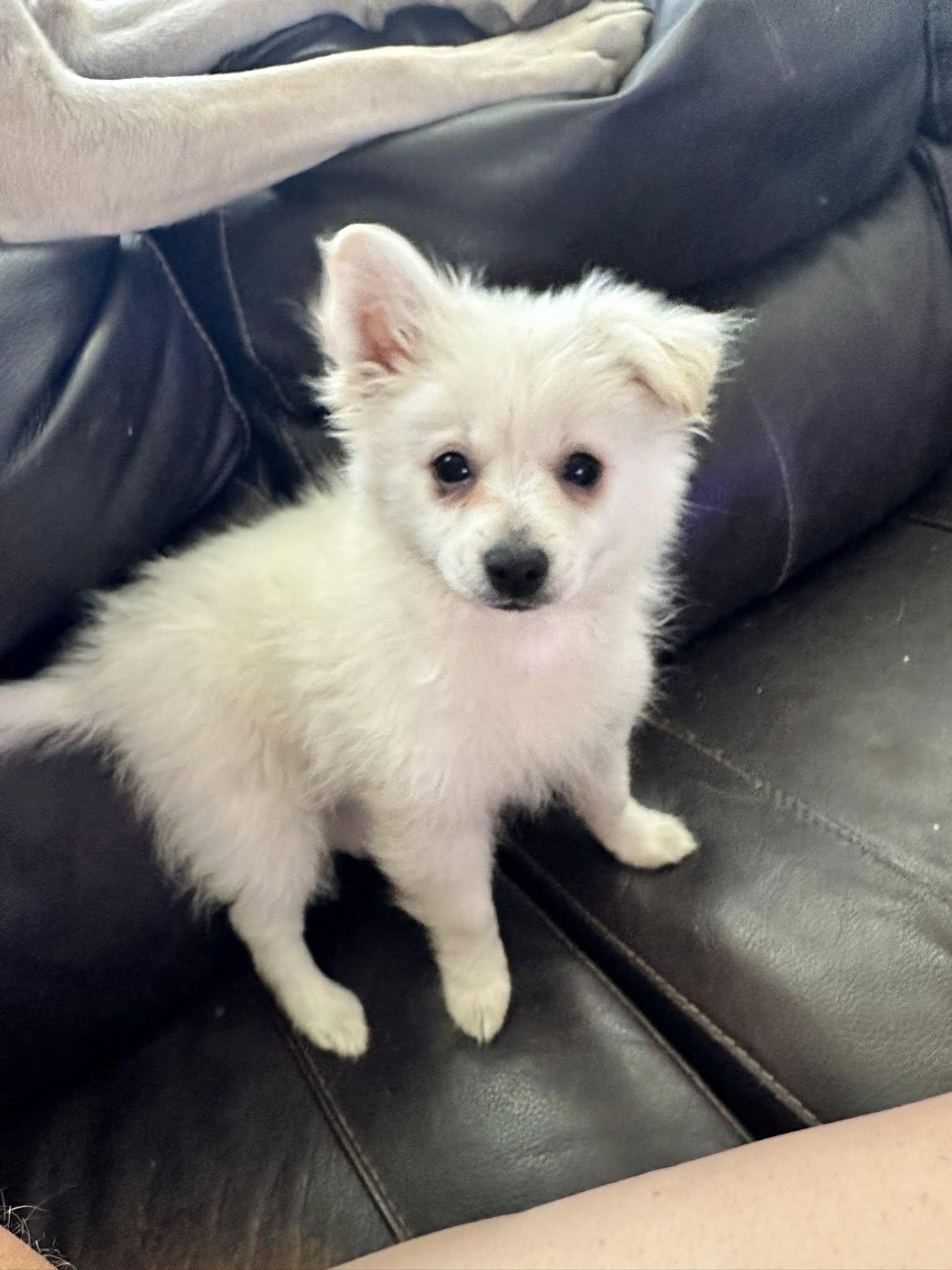 Peeta, Adoptable, Young Male Pomeranian & Chihuahua.