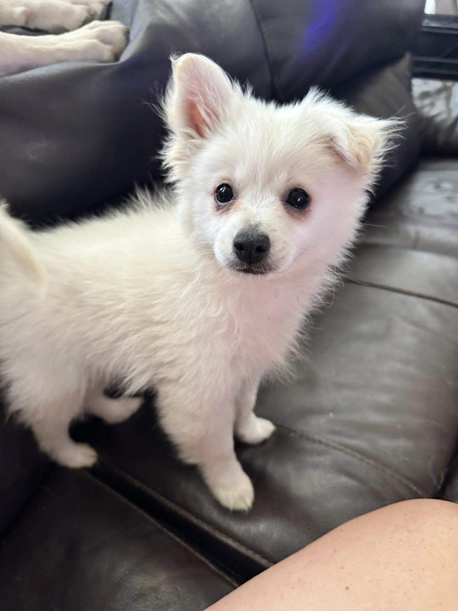 Peeta, a Adoptable mixed breed in West Richland, WA image 2/3