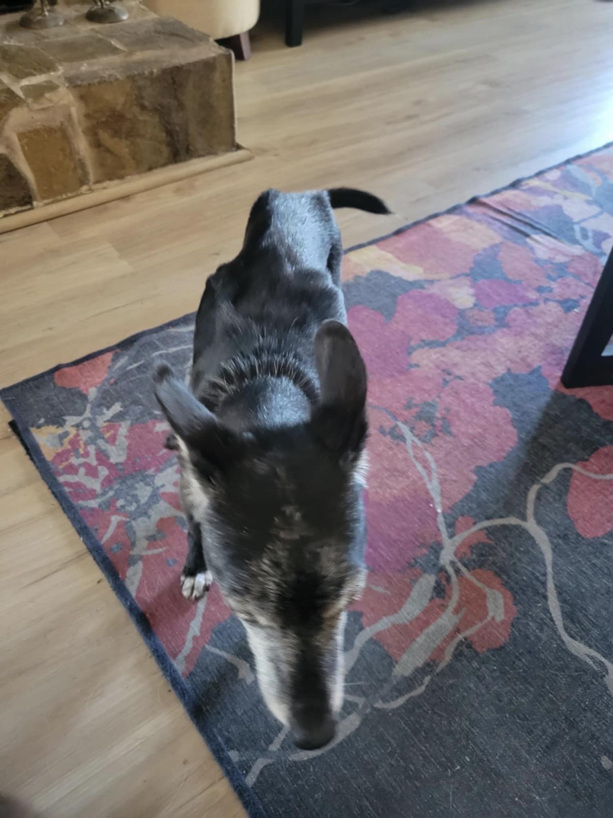 Lucy, Adoptable, Senior Female Chihuahua.