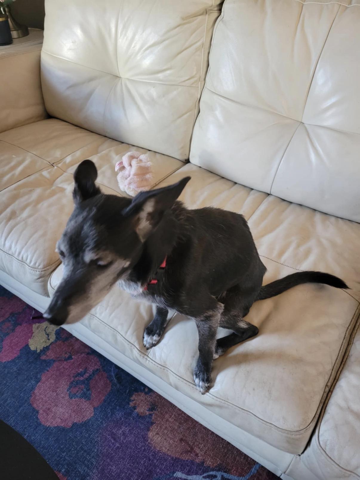 Lucy — thumbnail 3