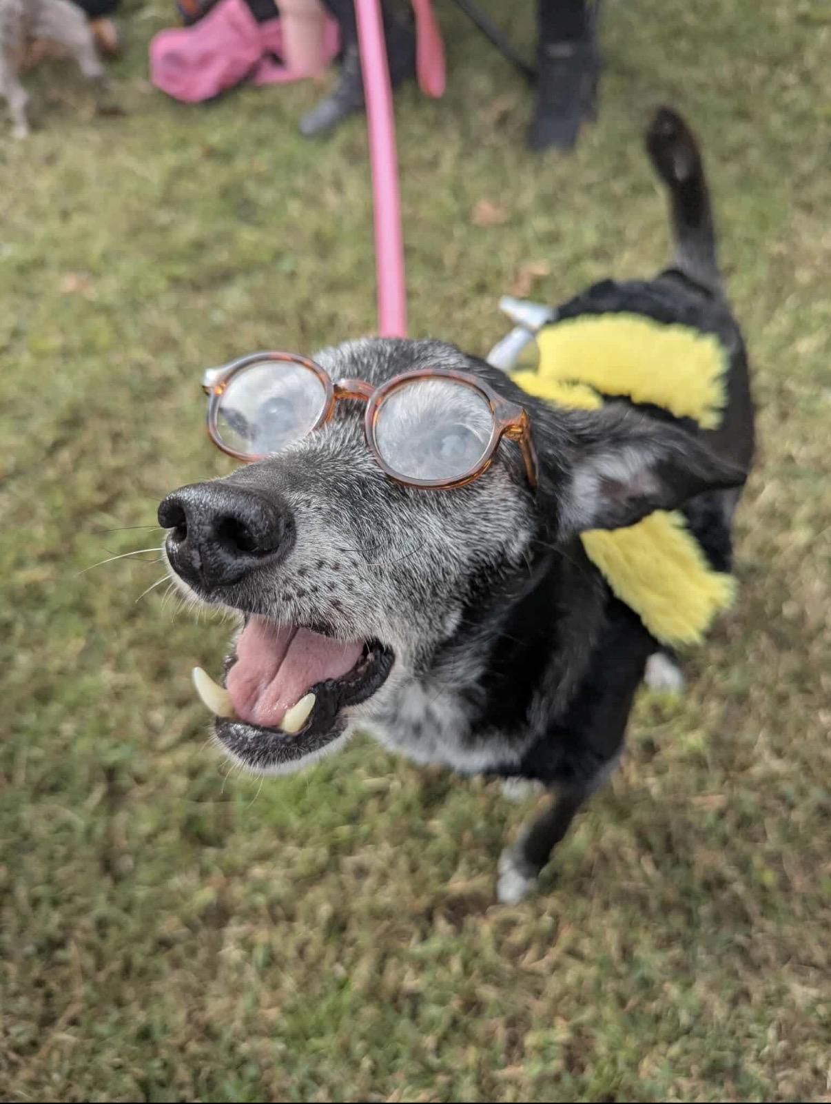 Enlarge Lucy, a Adoptable Chihuahua in Virginia Beach, VA image 4/6