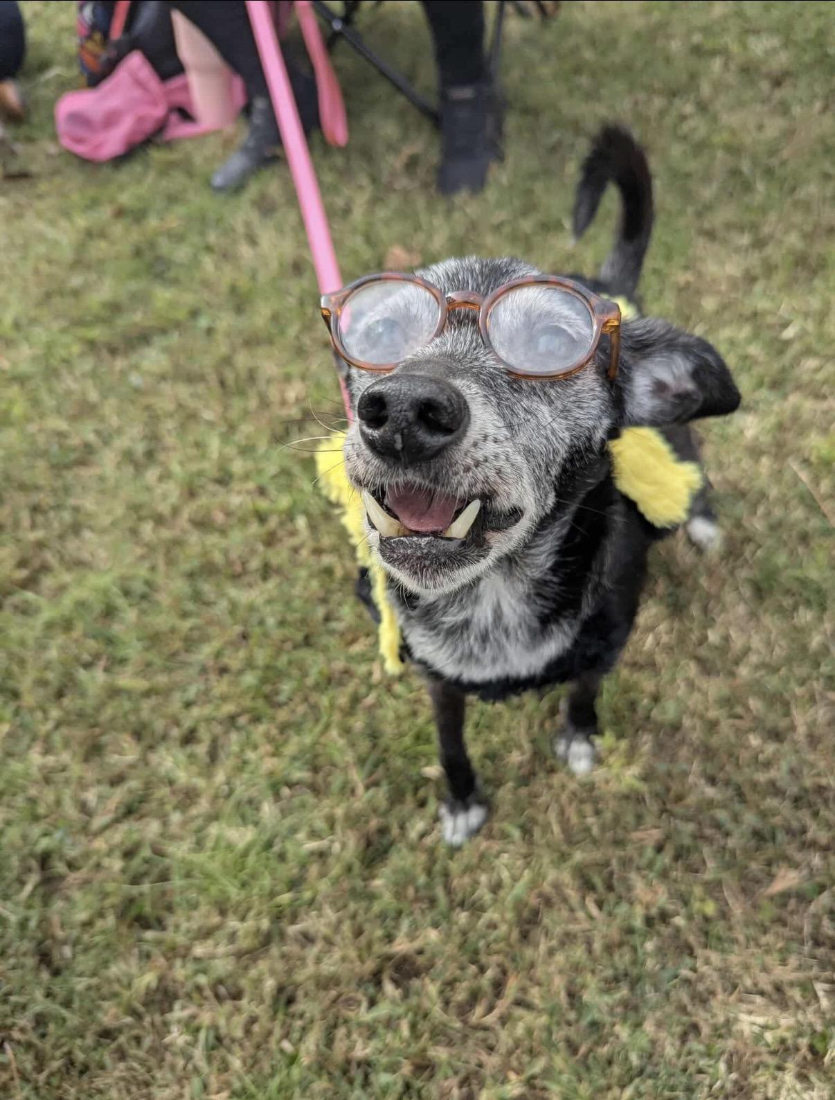Enlarge Lucy, a Adoptable Chihuahua in Virginia Beach, VA image 4/6