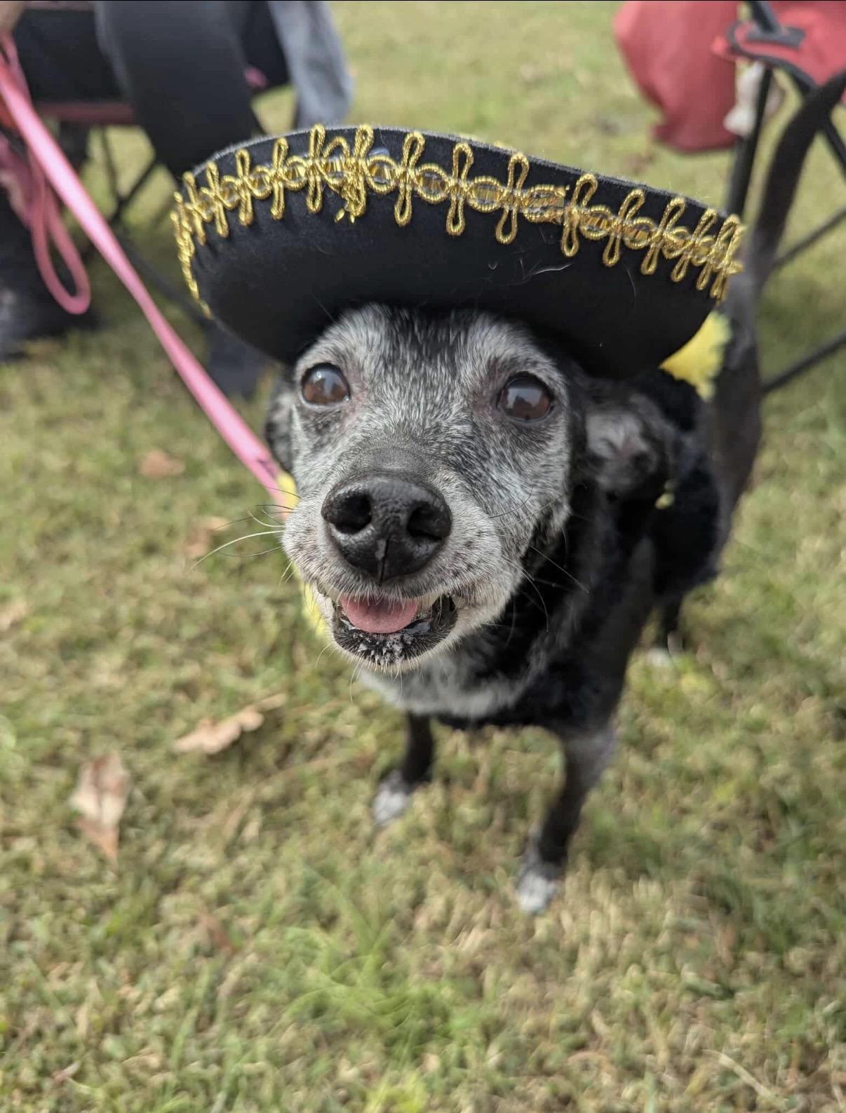 Enlarge Lucy, a Adoptable Chihuahua in Virginia Beach, VA image 5/6