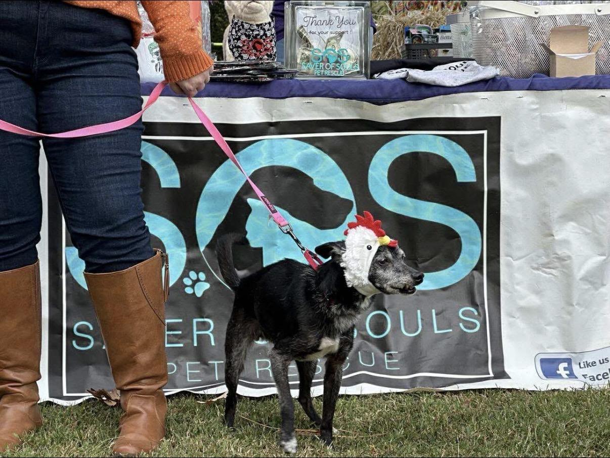 Enlarge Lucy, a Adoptable Chihuahua in Virginia Beach, VA image 6/6