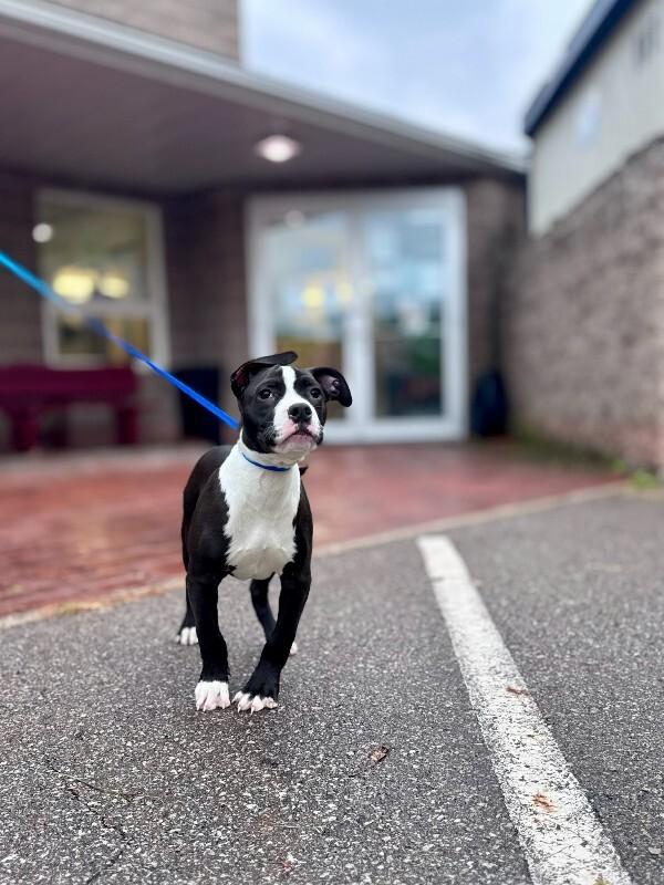 Pharaoh, Adoptable, Young Male Mixed Breed.