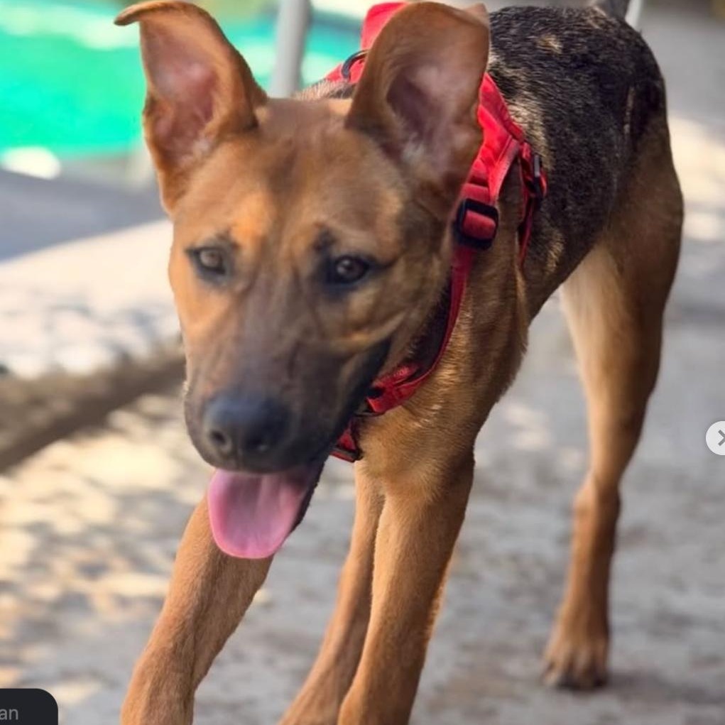 Enlarge Willy, a ADOPTABLE German Shepherd Dog in Beverly Hills, CA image 2/5