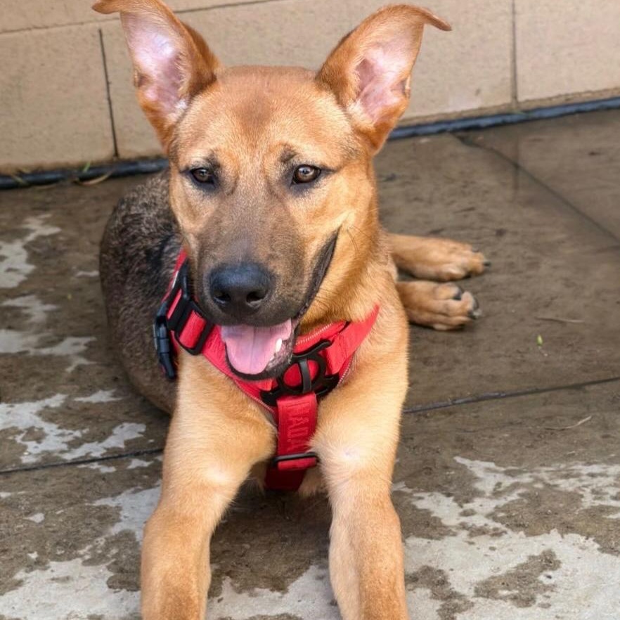 Enlarge Willy, a ADOPTABLE German Shepherd Dog in Beverly Hills, CA image 5/5