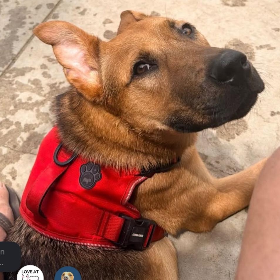 Enlarge Willy, a ADOPTABLE German Shepherd Dog in Beverly Hills, CA image 3/5