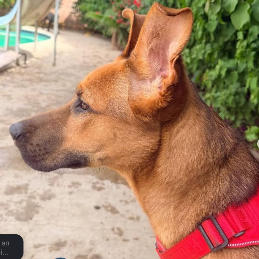 Enlarge Willy, a ADOPTABLE German Shepherd Dog in Beverly Hills, CA image 4/5