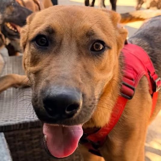 Enlarge Willy, a ADOPTABLE German Shepherd Dog in Beverly Hills, CA image 1/5