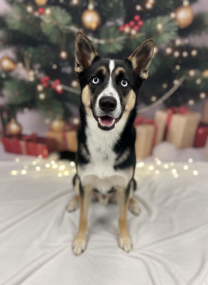 Enlarge CREED, a Adoptable mixed breed in Clinton Township, MI image 1/1