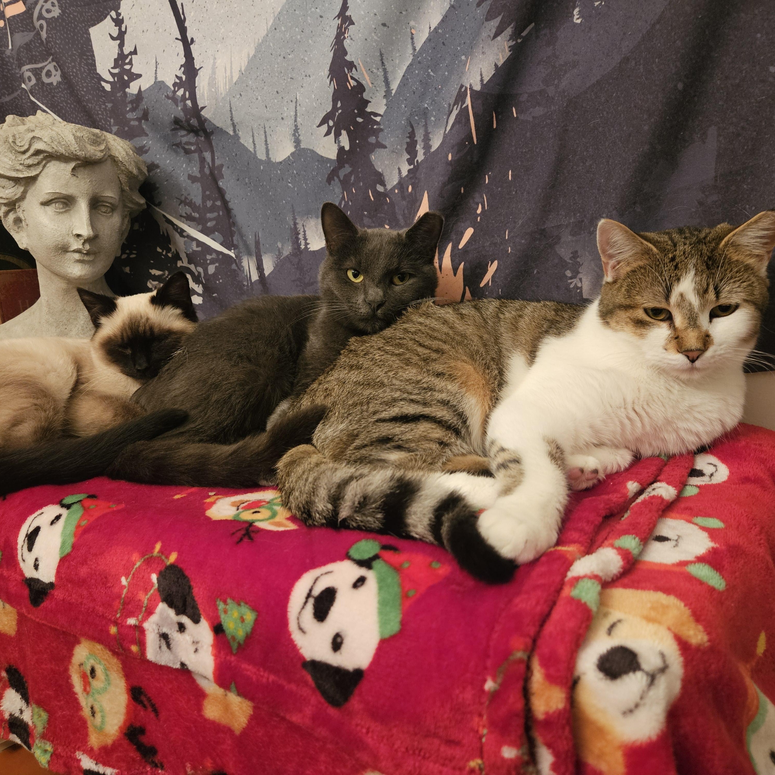 Enlarge Rodemia, a Adoptable Tabby in Wilmington, NC image 1/6