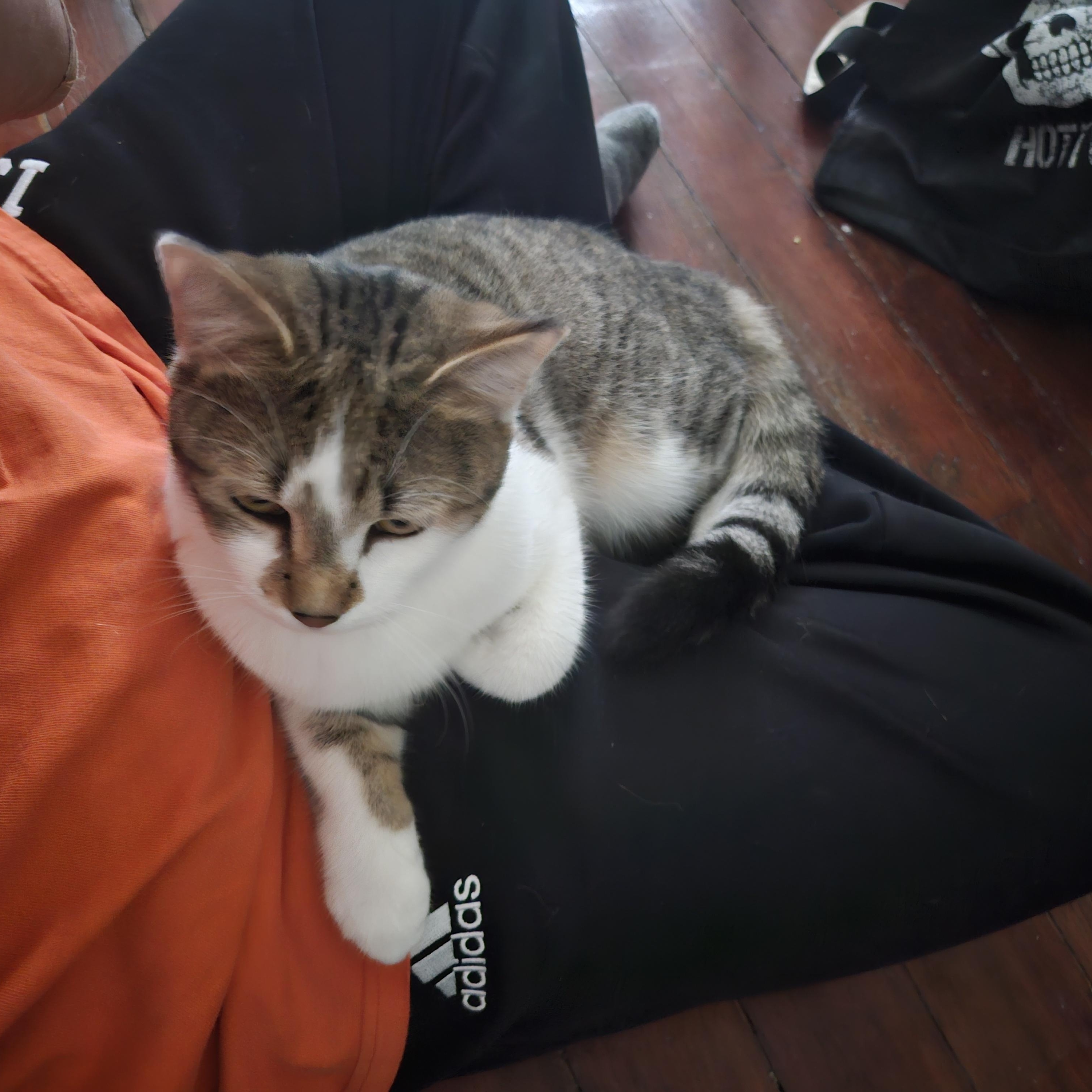 Enlarge Rodemia, a Adoptable Tabby in Wilmington, NC image 3/6