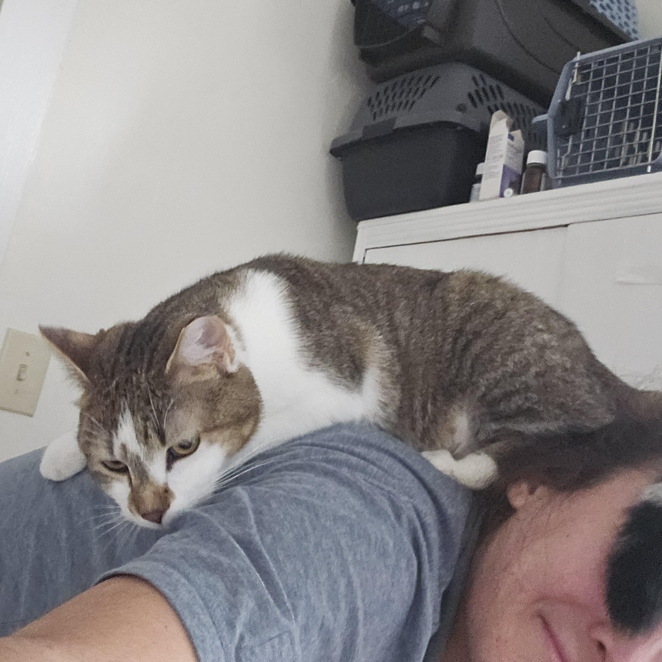 Enlarge Rodemia, a Adoptable Tabby in Wilmington, NC image 2/6