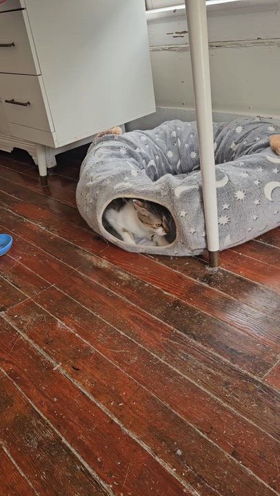 Enlarge Rodemia, a Adoptable Tabby in Wilmington, NC video 6/6