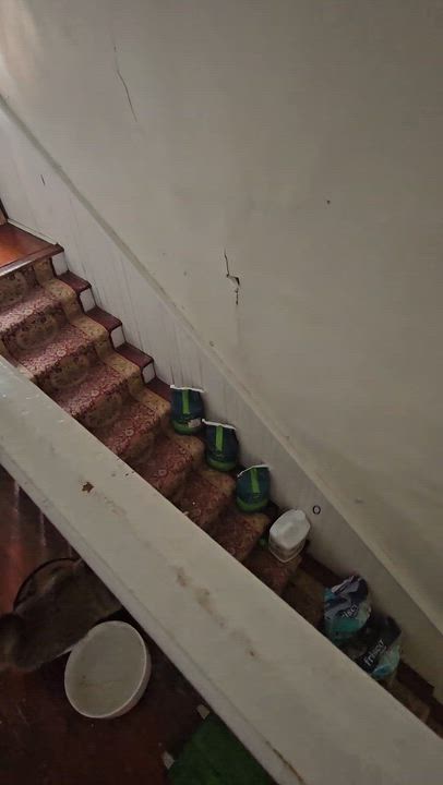 Enlarge Rodemia, a Adoptable Tabby in Wilmington, NC video 5/6