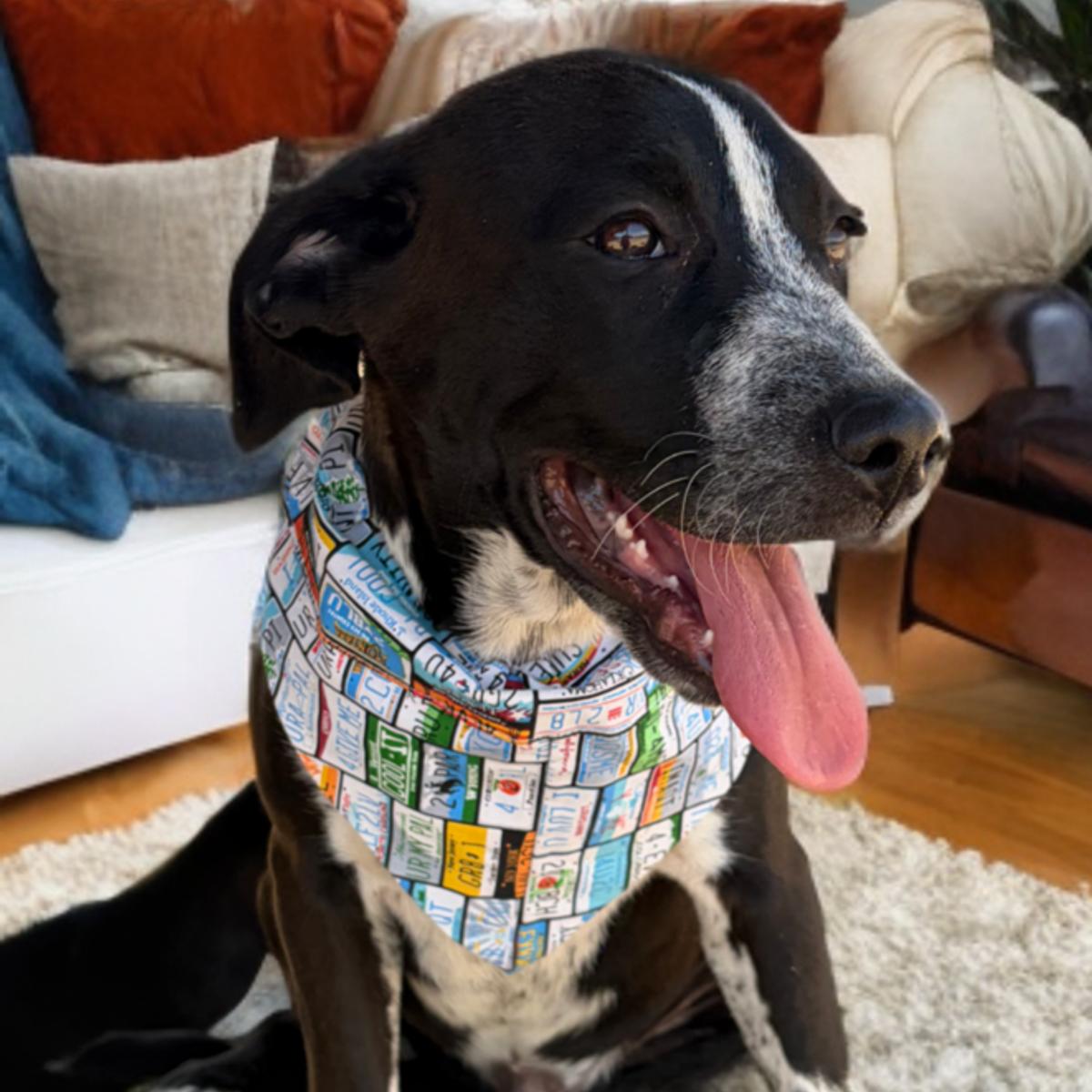 Frito, Adoptable, Young Male Shepherd.