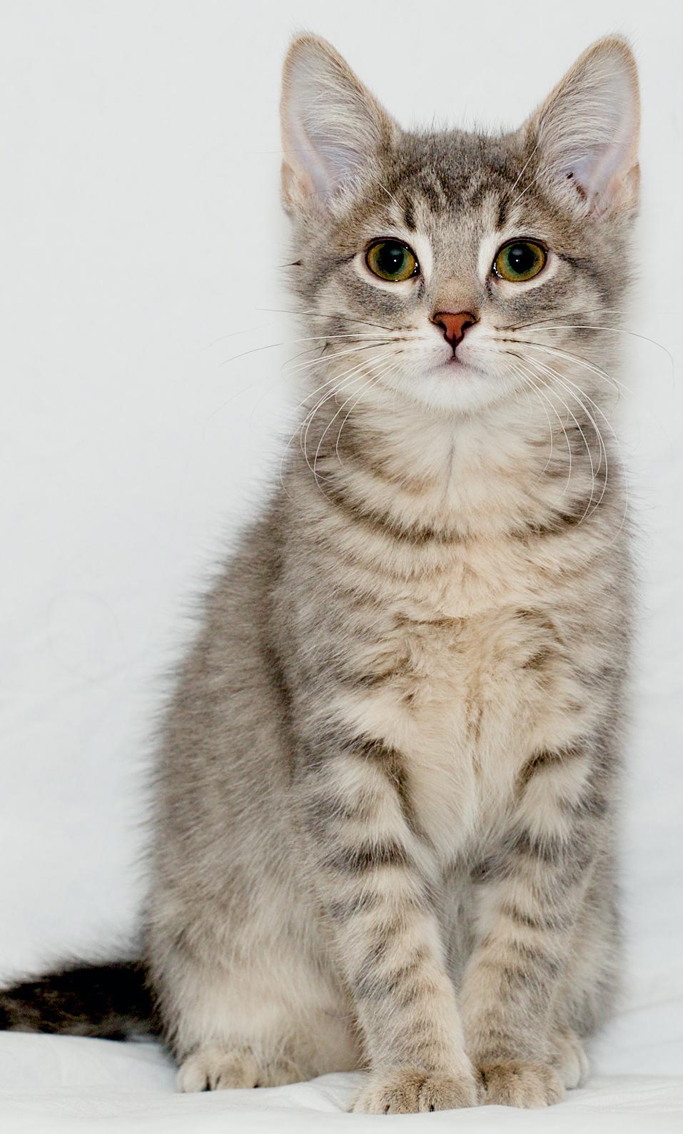 Fiyero, ADOPTABLE, Young Male Domestic Short Hair.