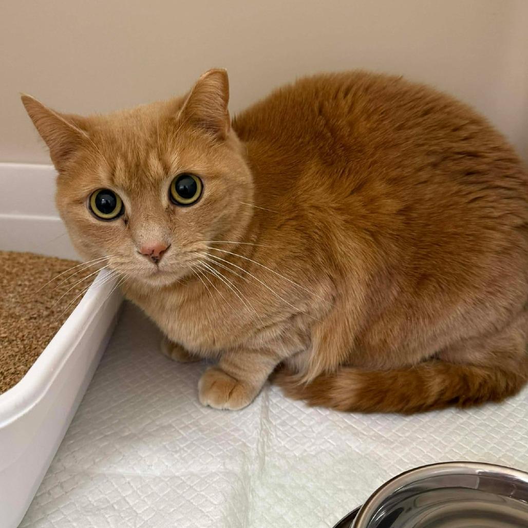 Nala, Adoptable, Adult Female Domestic Short Hair.