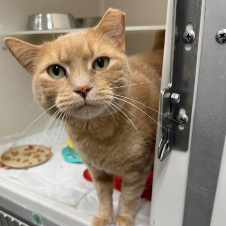 Nala, a Adoptable Domestic Short Hair in Rocky Mount, VA image 2/4