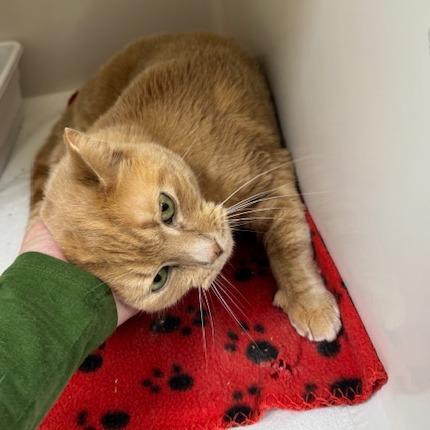 Nala, a Adoptable Domestic Short Hair in Rocky Mount, VA image 4/4