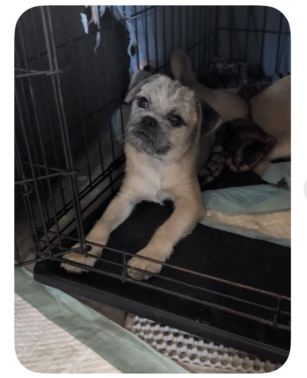 Smoky, Adoptable, Puppy Male Mixed Breed.