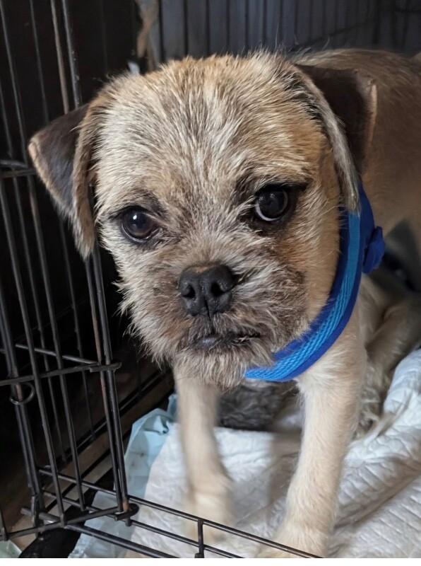 Enlarge Smoky, a Adoptable Mixed Breed in Anthem, AZ image 2/2