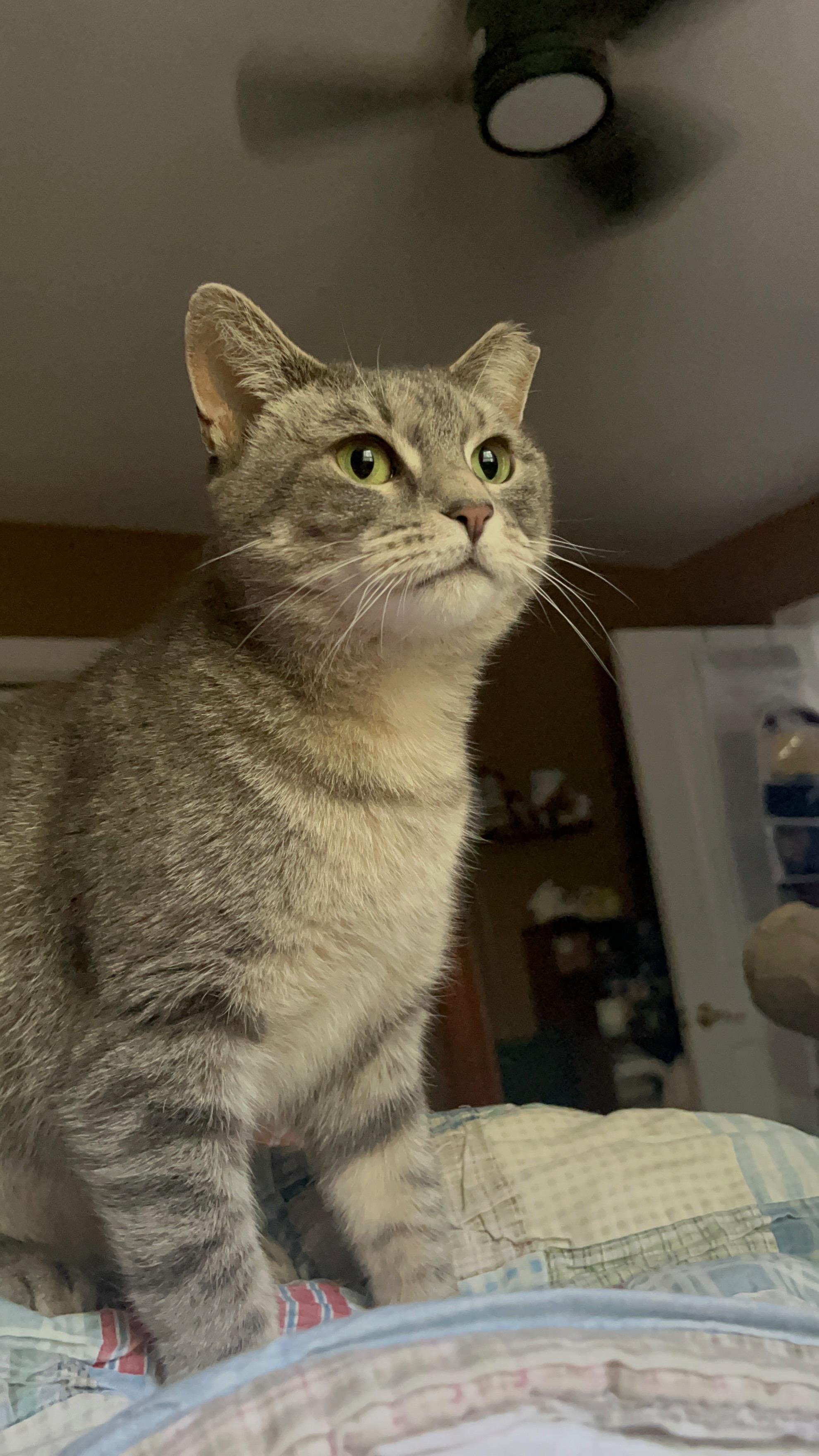 Enlarge Cloudy, a ADOPTABLE Domestic Short Hair in North Chesterfield, VA image 1/4