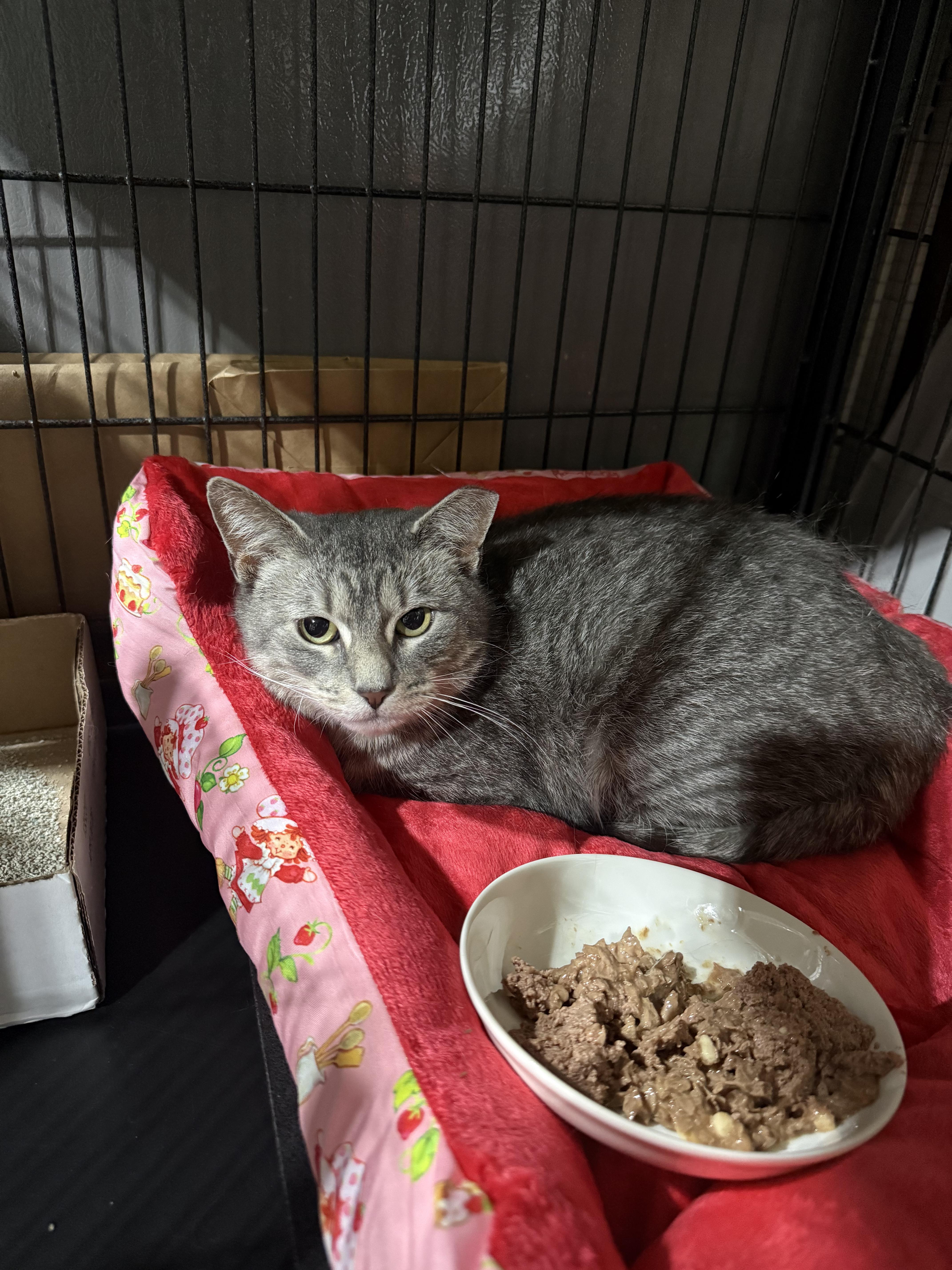 Enlarge Cloudy, a ADOPTABLE Domestic Short Hair in North Chesterfield, VA image 4/4