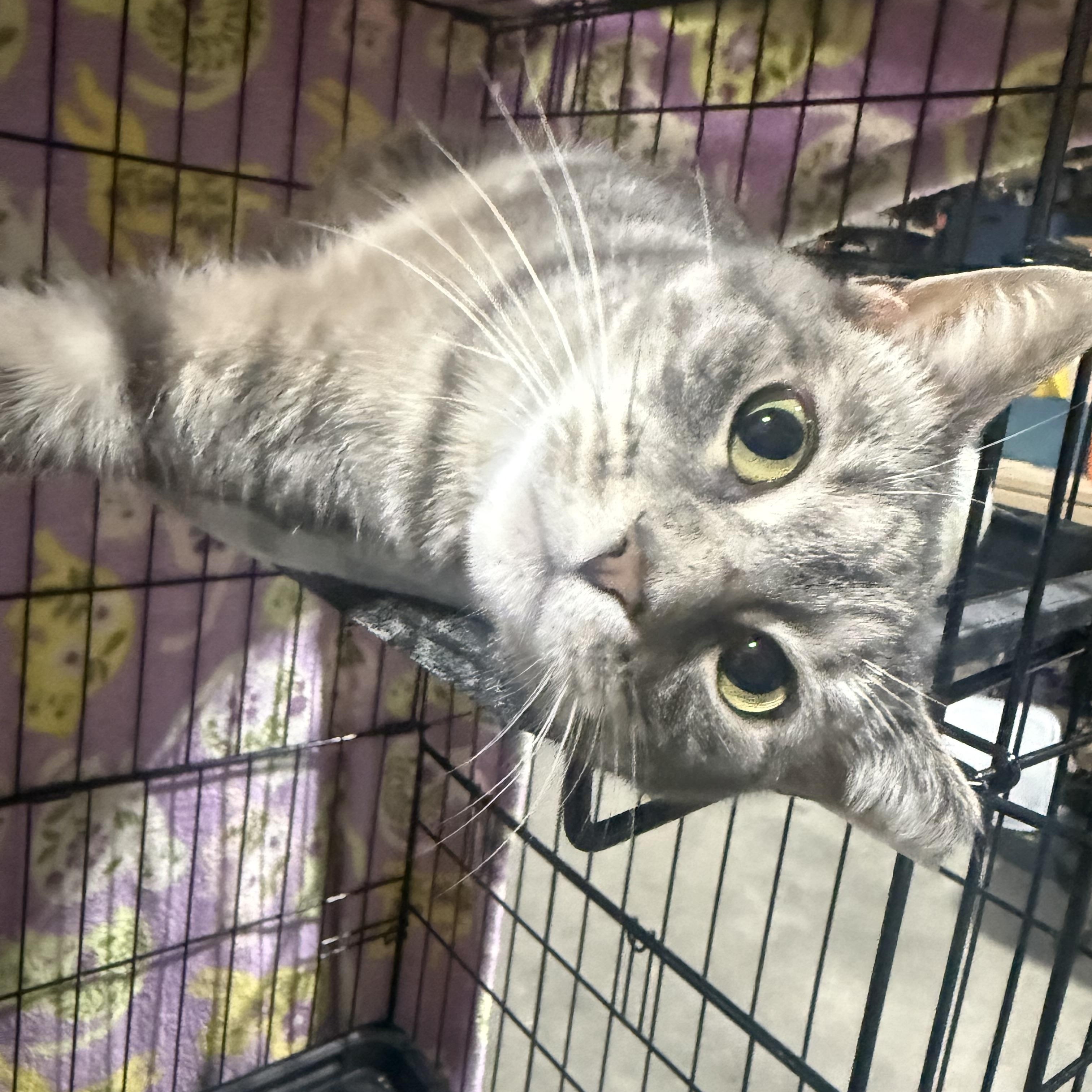 Cloudy, a ADOPTABLE Domestic Short Hair in North Chesterfield, VA image 4/4