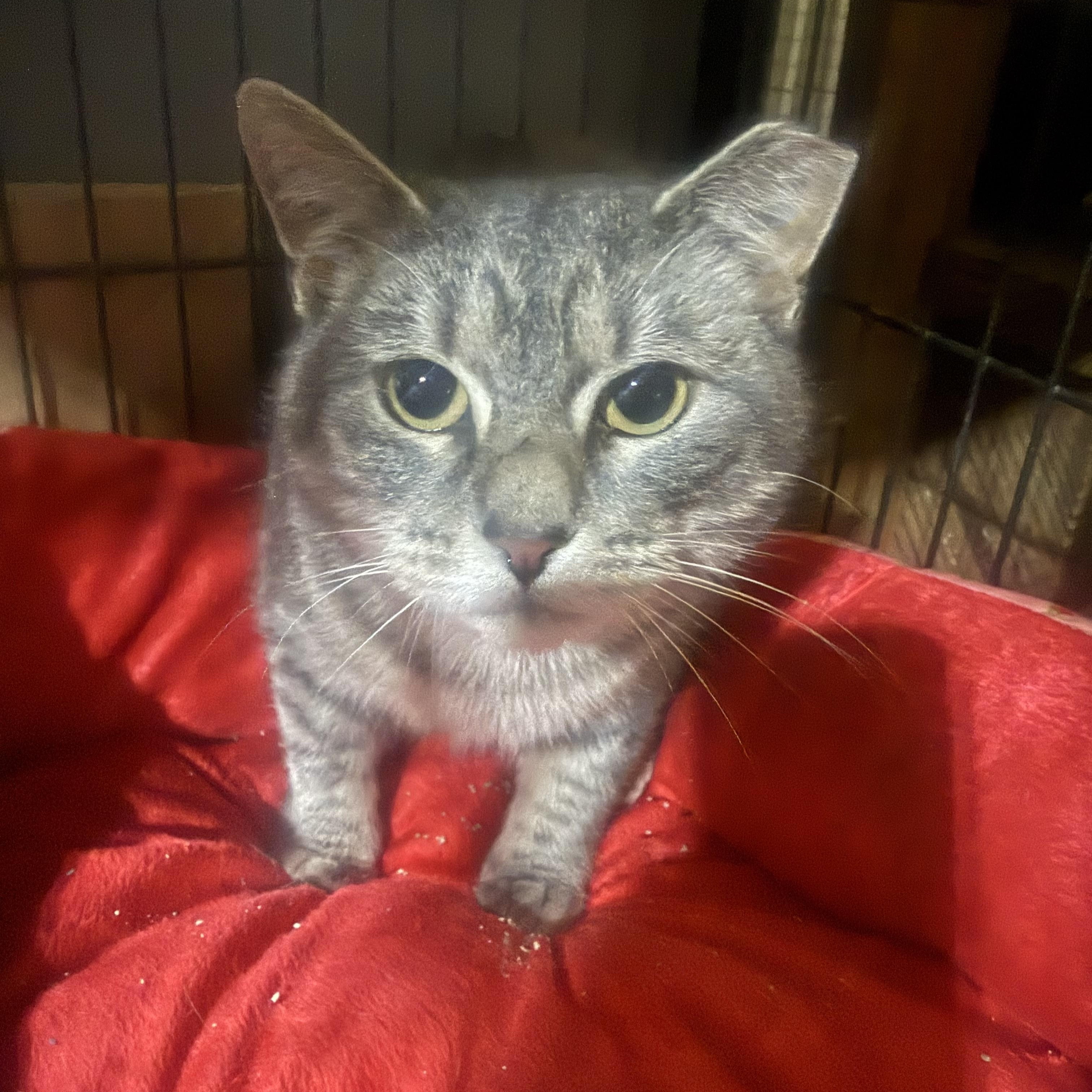 Enlarge Cloudy, a ADOPTABLE Domestic Short Hair in North Chesterfield, VA image 2/4