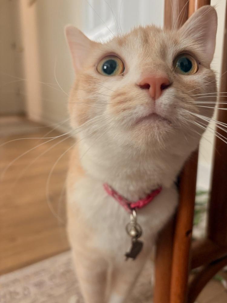 Enlarge Honey Bunn, a Adoptable mixed breed in Wilmington, NC image 1/6