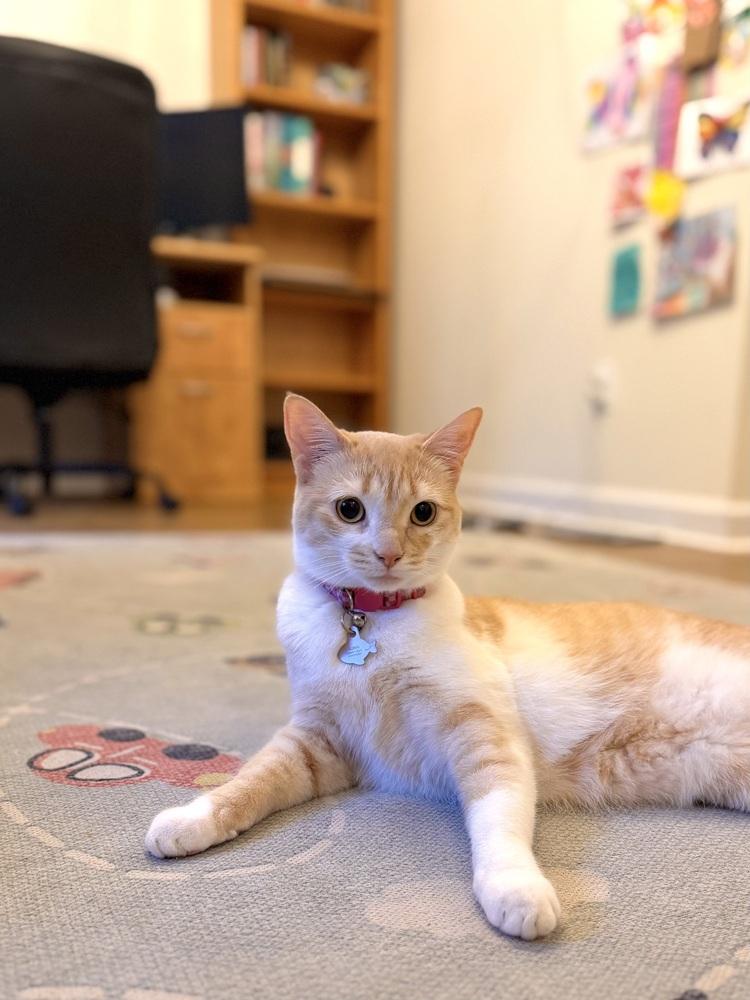 Enlarge Honey Bunn, a Adoptable mixed breed in Wilmington, NC image 2/6
