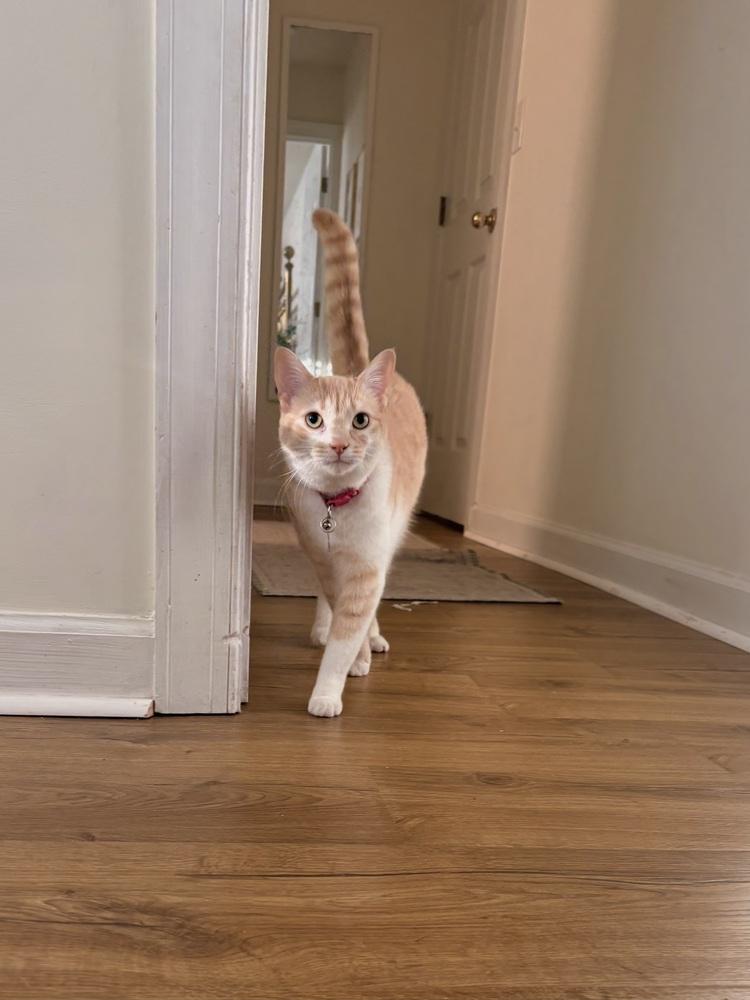 Enlarge Honey Bunn, a Adoptable mixed breed in Wilmington, NC image 3/6