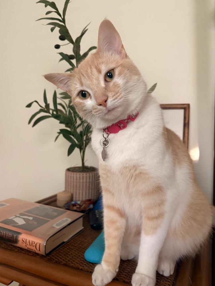 Enlarge Honey Bunn, a Adoptable mixed breed in Wilmington, NC image 5/6
