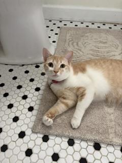 Enlarge Honey Bunn, a Adoptable mixed breed in Wilmington, NC image 6/6