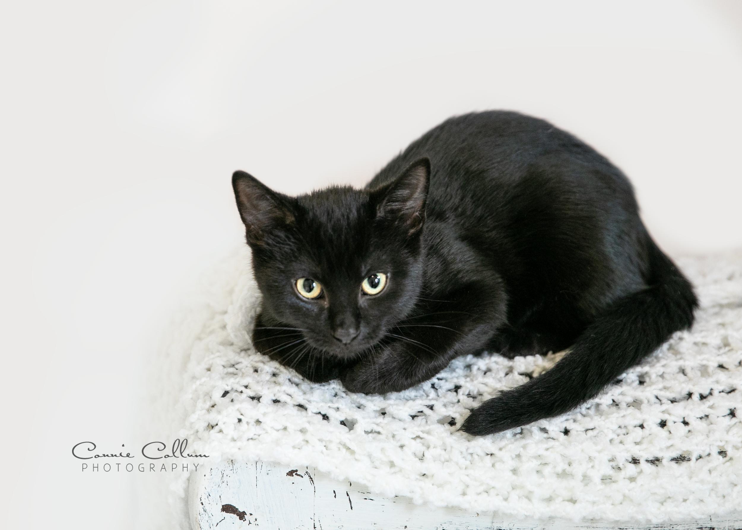 Enlarge Damon, a ADOPTABLE mixed breed in Homewood, AL image 4/4