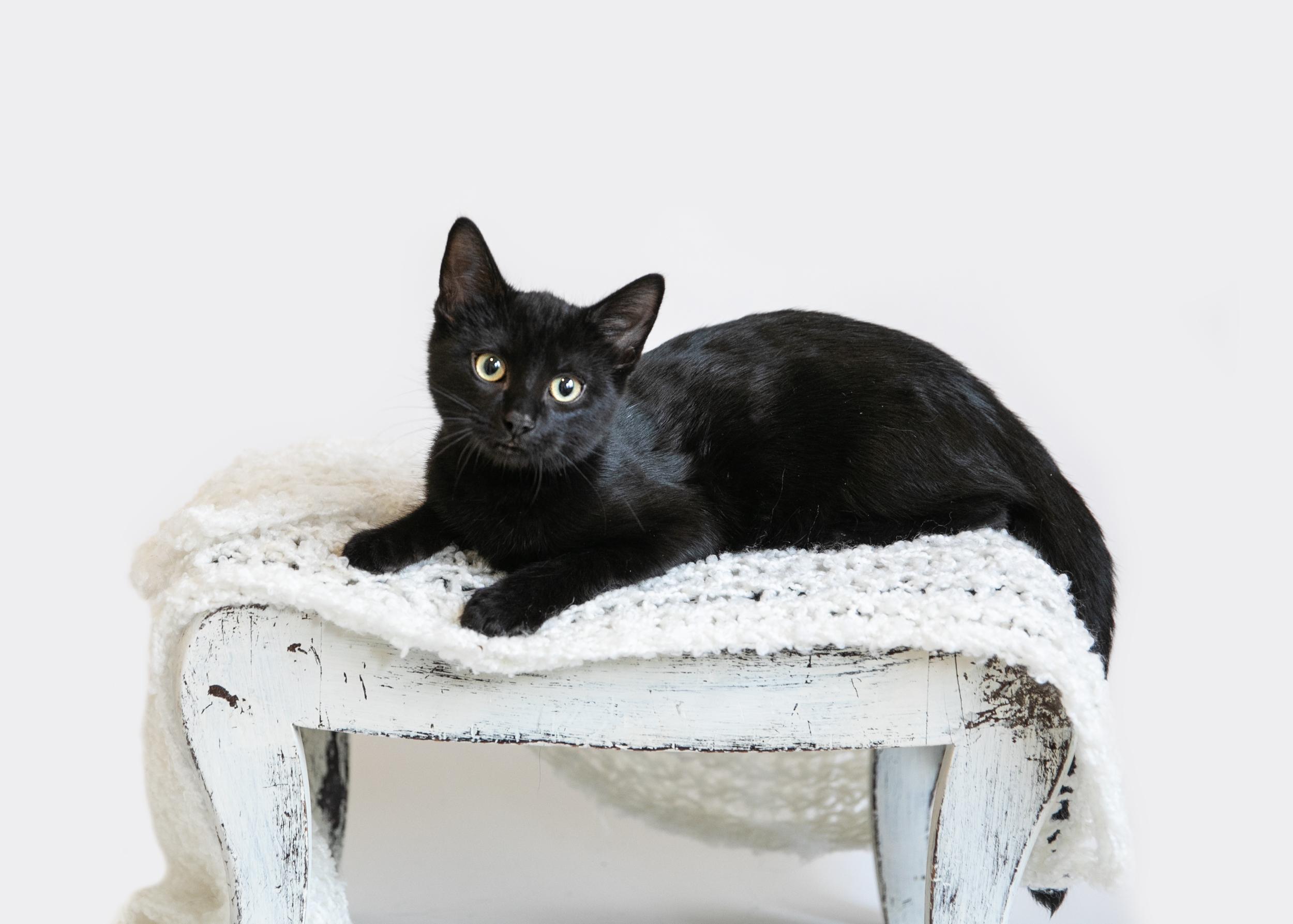 Damon, ADOPTABLE, Young Male Domestic Short Hair.