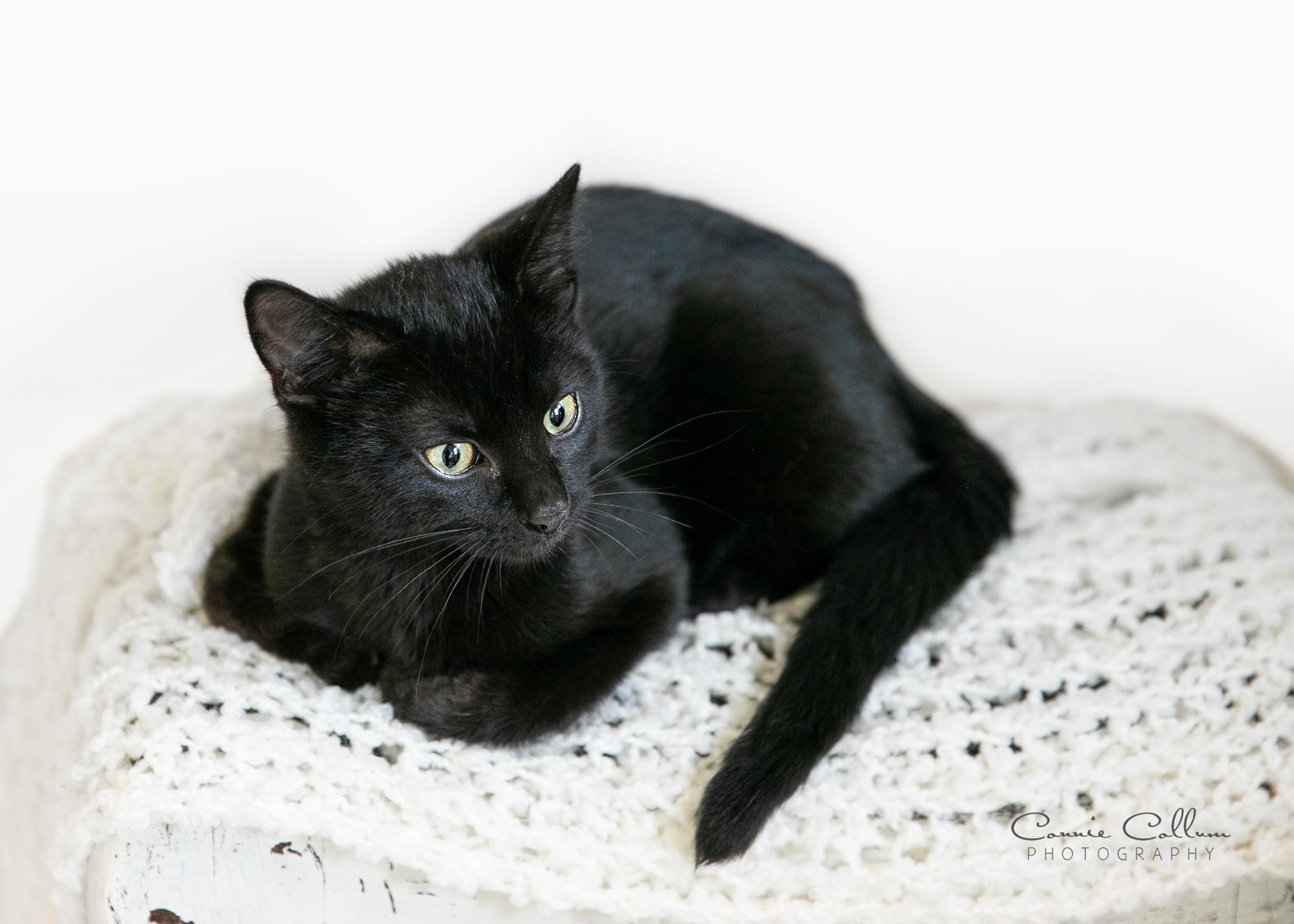 Enlarge Damon, a ADOPTABLE mixed breed in Homewood, AL image 3/4
