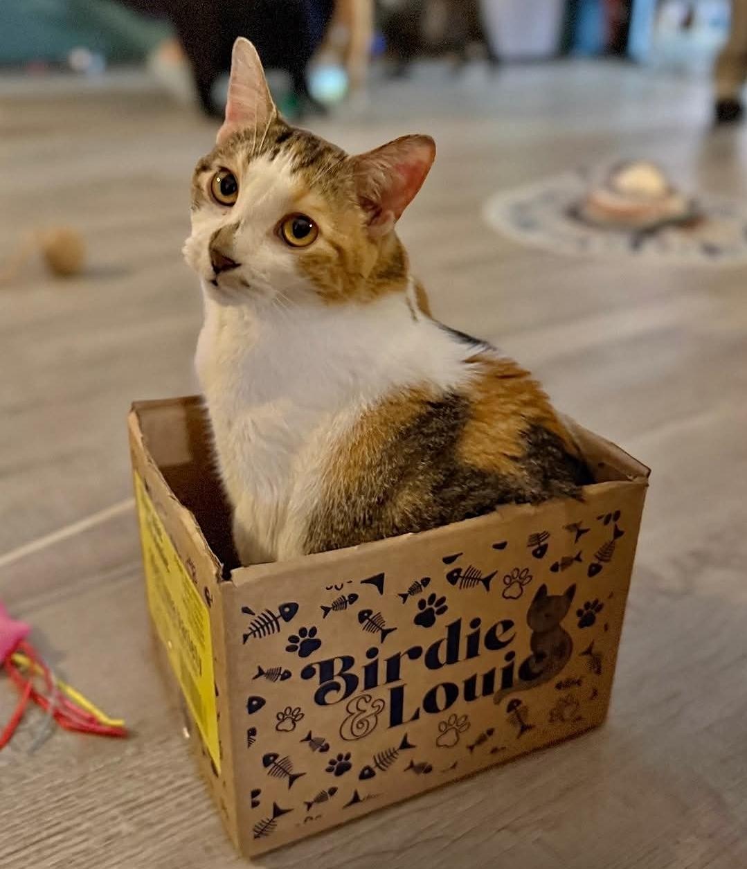Eleanor, Adoptable, Adult Female Domestic Short Hair.