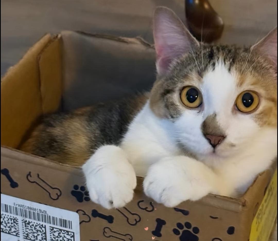 Eleanor, a Adoptable Domestic Short Hair in Reeseville, WI image 5/5